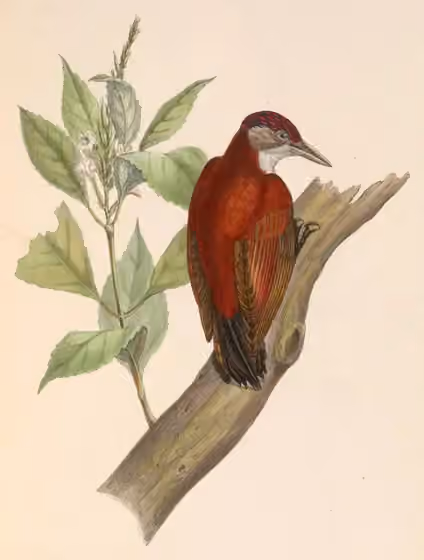 Ilustrasi Veniliornis callonotus