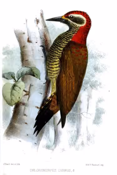 Ilustrasi Veniliornis dignus