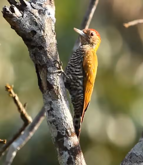 Dokumentasi Veniliornis cassini