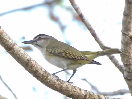 Dokumentasi Vireo altiloquus