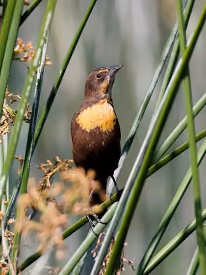 Dokumentasi Xanthocephalus xanthocephalus
