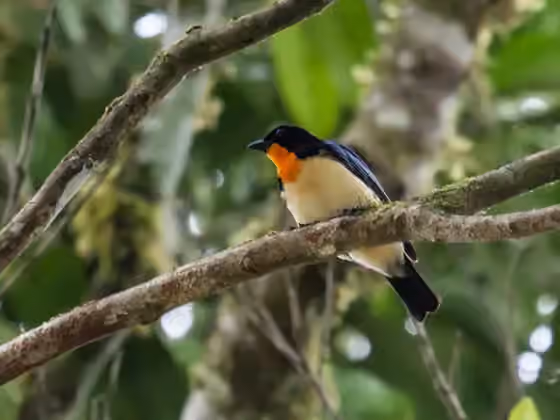 Dokumentasi Wetmorethraupis sterrhopteron