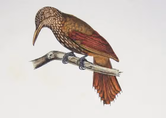 Ilustrasi Xiphorhynchus ocellatus