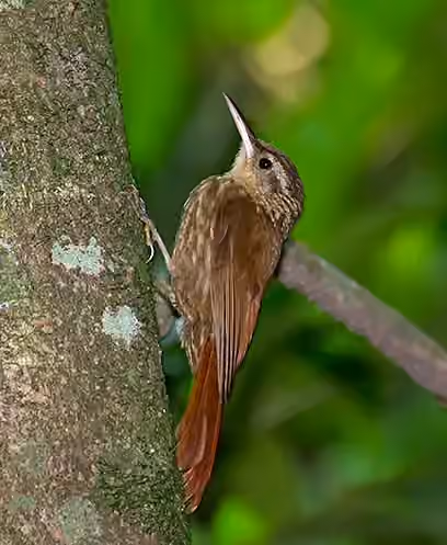 Dokumentasi Xiphorhynchus fuscus