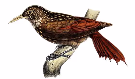 Ilustrasi Xiphorhynchus obsoletus