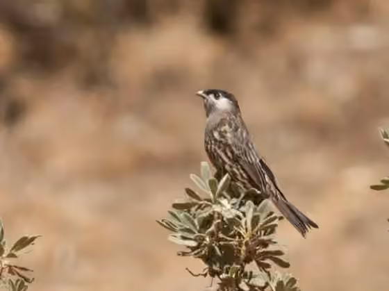 Dokumentasi Zaratornis stresemanni