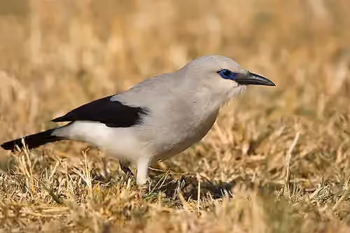 Dokumentasi Zavattariornis stresemanni