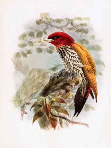Ilustrasi Chrysocolaptes erythrocephalus