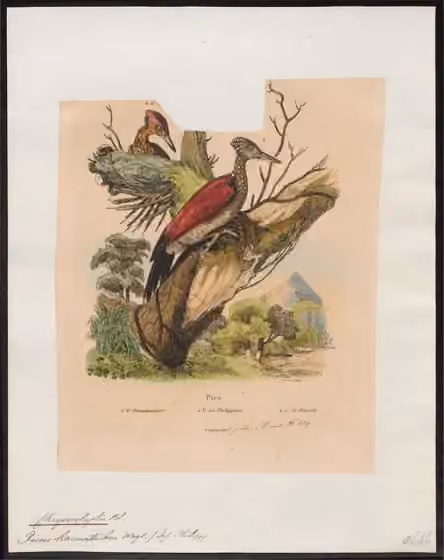 Ilustrasi Chrysocolaptes haematribon