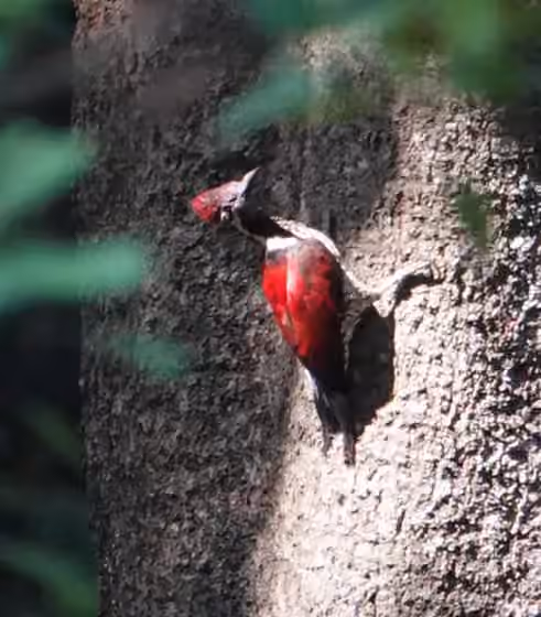 Dokumentasi Chrysocolaptes stricklandi