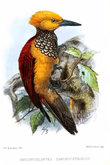 Ilustrasi Chrysocolaptes xanthocephalus