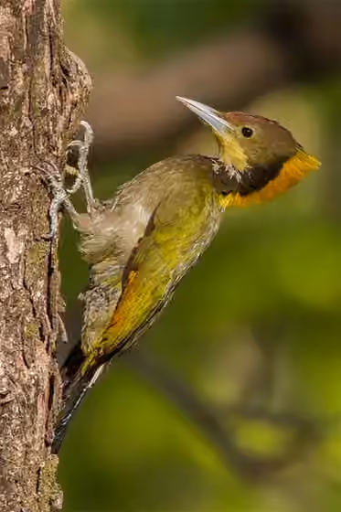 Dokumentasi Chrysophlegma flavinucha