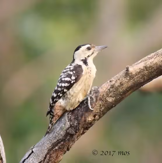 Dokumentasi Dendrocopos analis
