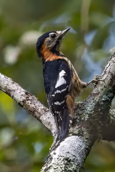 Dokumentasi Dryobates cathpharius