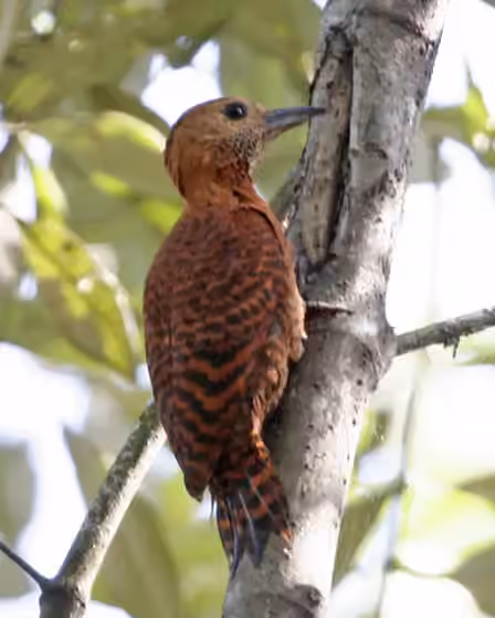 Dokumentasi Micropternus brachyurus