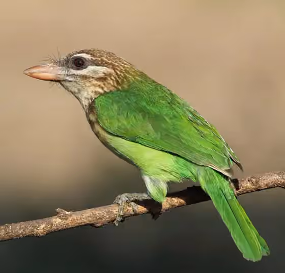 Dokumentasi Psilopogon viridis