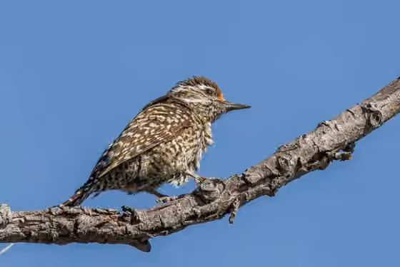 Dokumentasi Veniliornis mixtus