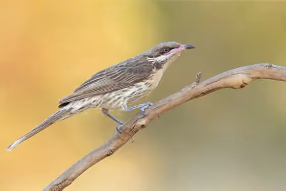 Dokumentasi Acanthagenys rufogularis