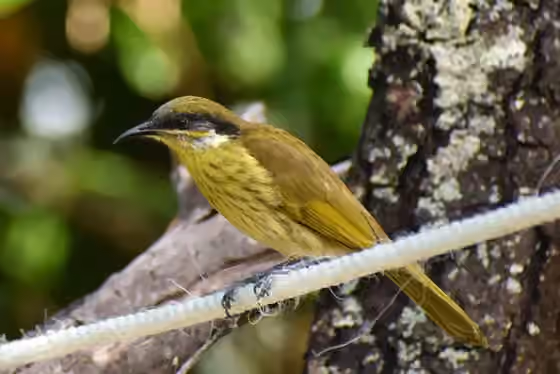 Dokumentasi Gavicalis versicolor