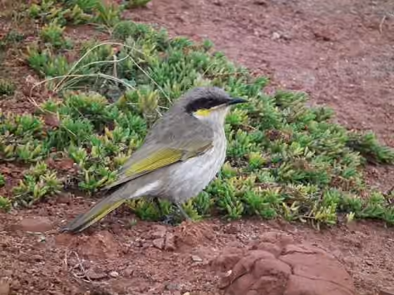 Dokumentasi Gavicalis virescens
