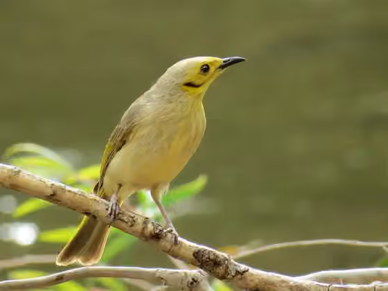 Dokumentasi Ptilotula flavescens