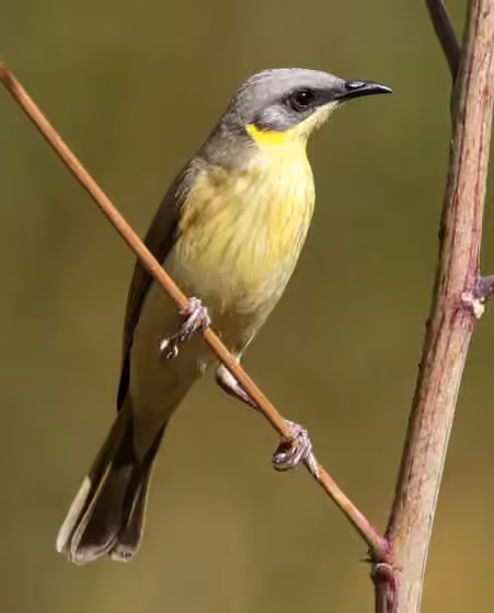 Dokumentasi Ptilotula keartlandi