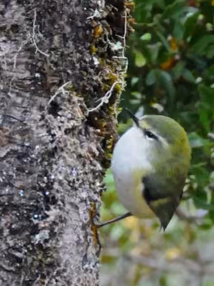 Dokumentasi Acanthisitta chloris