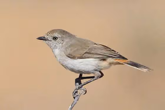 Dokumentasi Acanthiza uropygialis