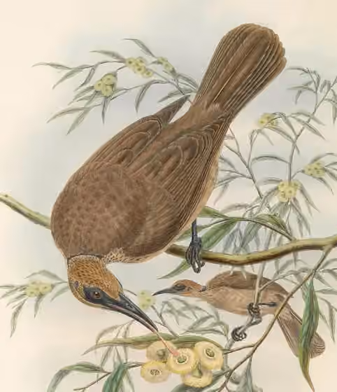 Ilustrasi dokumenter Philemon plumigenis