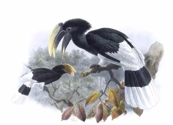 Pelat ilustrasi Bycanistes albotibialis dengan beberapa figur burung