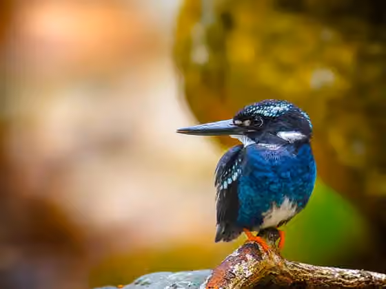 Dokumentasi Ceyx argentatus