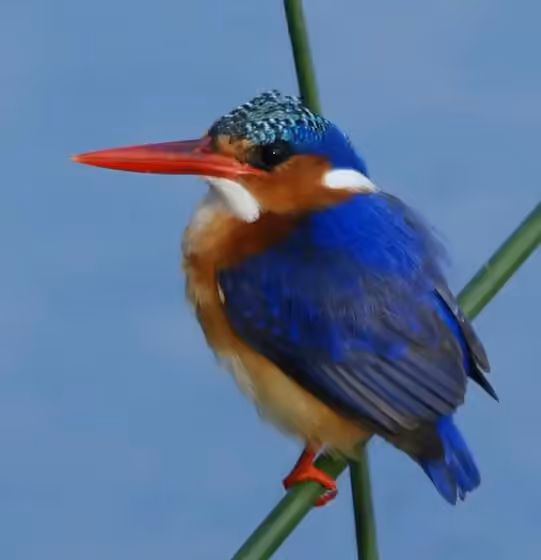 Dokumentasi Corythornis cristatus