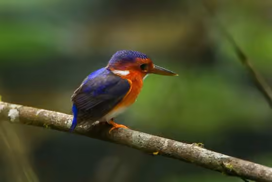 Dokumentasi Corythornis leucogaster