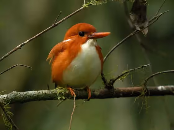 Dokumentasi Corythornis madagascariensis