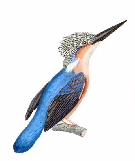 Ilustrasi Corythornis vintsioides