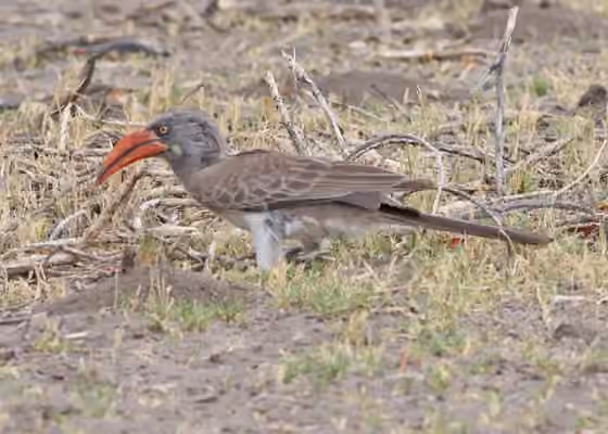Dokumentasi Lophoceros bradfieldi