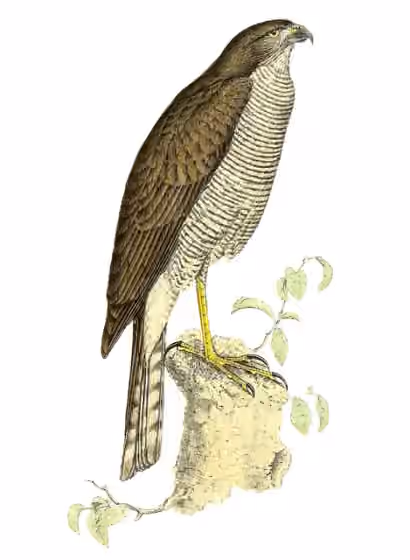Ilustrasi Accipiter madagascariensis