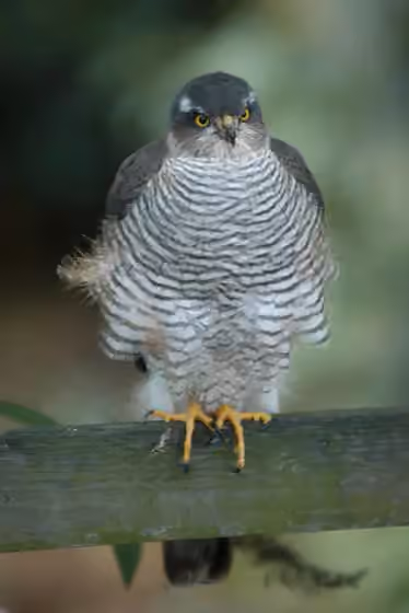 Dokumentasi Accipiter nisus
