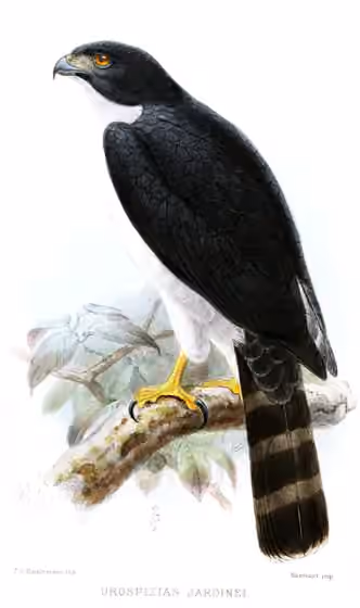 Ilustrasi Accipiter poliogaster