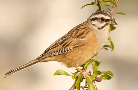 Dokumentasi Emberiza cia