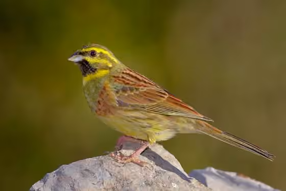 Dokumentasi Emberiza cirlus