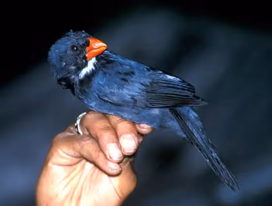 Dokumentasi Saltator grossus