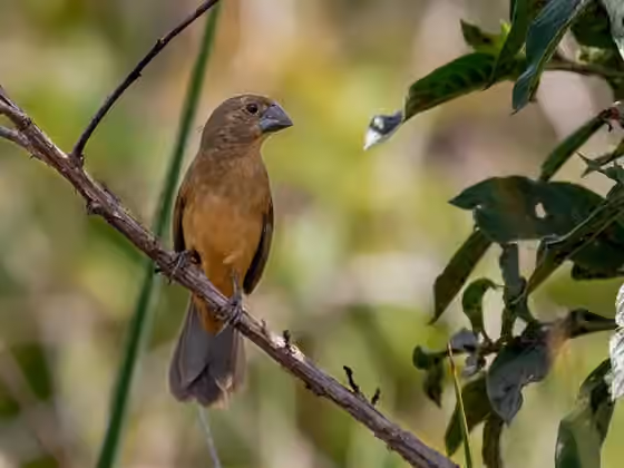 Dokumentasi Sporophila angolensis