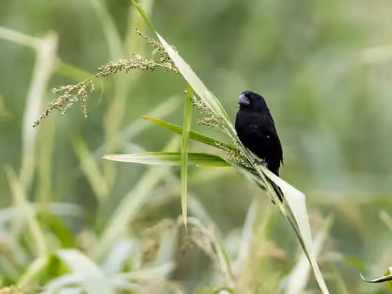 Dokumentasi Sporophila atrirostris