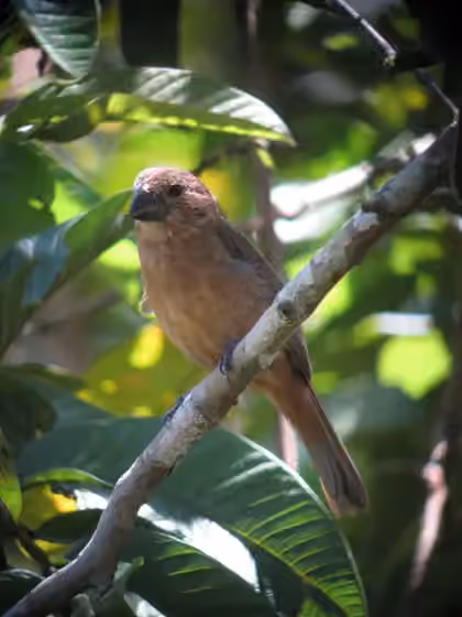 Dokumentasi Sporophila funerea