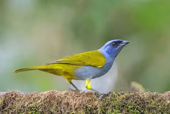Dokumentasi Sporathraupis cyanocephala