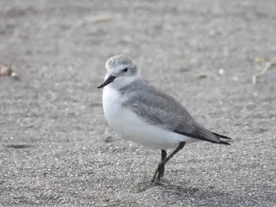 Dokumentasi Anarhynchus frontalis