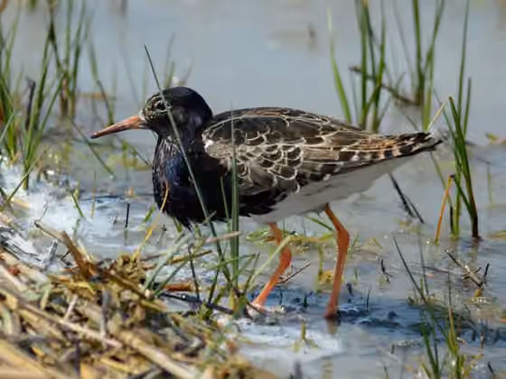 Dokumentasi Calidris pugnax