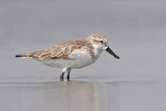 Dokumentasi Calidris pygmaea