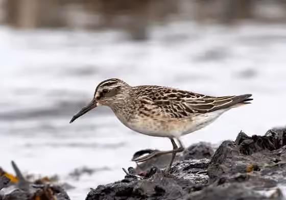 Dokumentasi Calidris falcinellus